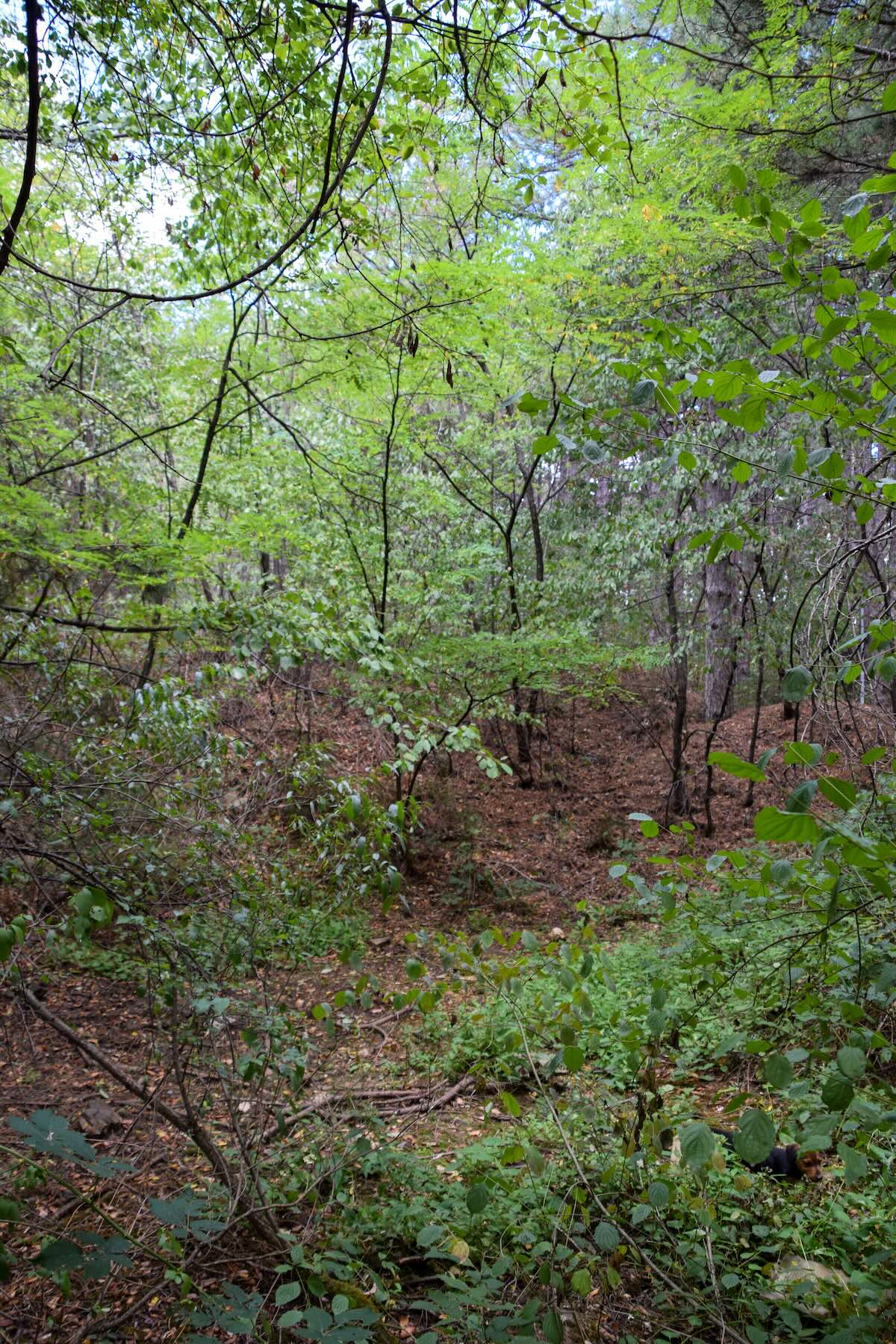 Slow News. Il primo progetto italiano di slow journalism.